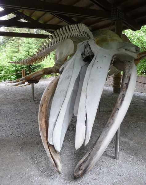 Humpback whale skull Alaska Humpback Whale Skeleton, Whale Bones, Whale Skeleton, Glacier Bay Alaska, Vertebrates And Invertebrates, Glacier Bay National Park, Animal Skeletons, Whale Art, Glacier Bay