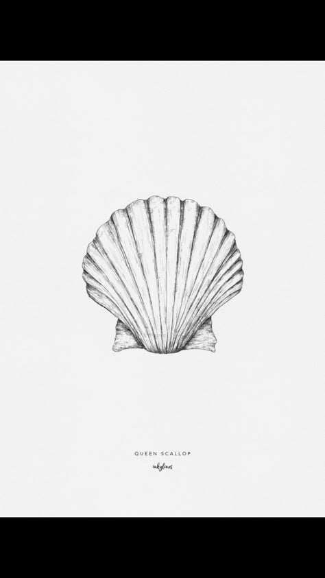 Scallop Shell Illustration, Shell Illustration Seashells, Scallop Shell Drawing, Scallop Drawing, Scallop Shell Tattoo, Shells Drawing, Shell Symbol, Seashell Tattoo, Shell Illustration