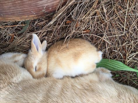 Bunny Sleeping, Baby Rabbits, Bunny Mom, Cute Bunny Pictures, Pet Bunny, Bunny Pictures, Cute Bunnies, Bunny Lovers