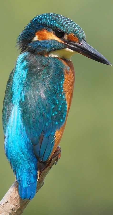 Kingfisher Art, Photo Animaliere, Kingfisher Bird, Wild Animals Pictures, Lukisan Cat Air, Bird Pictures, Exotic Birds, Bird Drawings, Pretty Birds