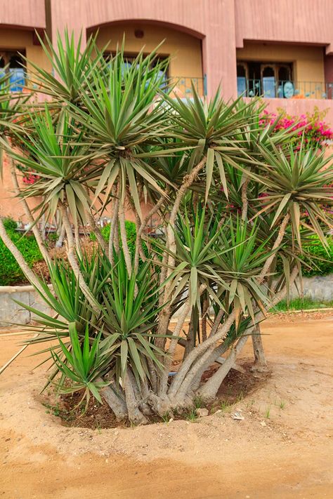 How to care for Dracaena Marginata 2023 Guzman's Garden Centers Dragon Tree Plant, Marginata Plant, Madagascar Dragon Tree, Organic Insecticide, Dracaena Marginata, Dragon Tree, Garden Centers, Forest Green Color, Garden Nursery