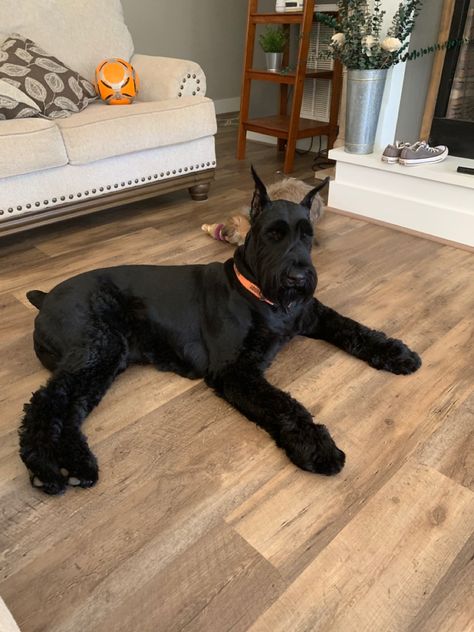 Black Snauzer, Giant Snouzer, Black Giant Schnauzer, Giant Schnauzer Aesthetic, Big Schnauzer, Standard Snauzer, Giant Shnauzer, Aesthetic Dog Stuff, Giant Schnauzer Puppy