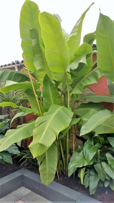 Banana Leaf Plant Outdoor, Banana Leaf Art, Backyard Resort, Jungle Plants, Small Courtyard Gardens, Banana Plants, Mosaic Lamp, Free Hand Drawing, Banana Tree