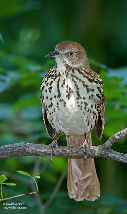 The brown thrasher, Virginia state bird,  gets its name from its brown color and its habit of thrashing in leaf litter with its long, curved bill as it searches for insects. The bird has a long, graceful tail, and is bright reddish brown above, with white or pale buff, heavily streaked underparts and 2 white wing bars. Adult birds have yellow eyes. A member of the mockingbird family, the spring song is a loud, melodious carol, often with phrases repeated in pairs. Birds In Watercolor, Places In Georgia, Paint Birds, Brown Thrasher, Beautiful Natural Scenery, North American Birds, Uga Bulldogs, White Wing, State Flowers