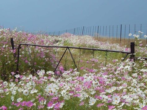 Cosmos growing wild in South African veld. Inner Landscape, Cosmos Flowers, African Art Paintings, Field Of Dreams, The Fence, Southern Africa, Backyards, Flower Field, Landscape Photos