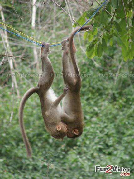 Best Funny Pics of Animal Love Monkey See Monkey Do, Hanging Upside Down, Mandrill, Great Ape, A Monkey, Primates, Sweet Animals, Animal Planet, Funny Animal Pictures