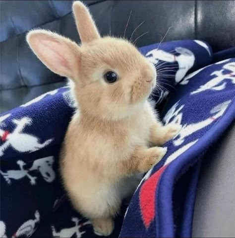 Pet Bunny Rabbits, Cute Bunny Pictures, Cute Bunnies, Cute Small Animals, Cute Animals Puppies, Pet Bunny, Adorable Bunny, Super Cute Animals