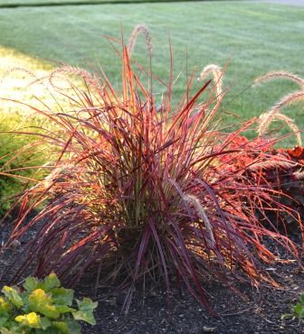 'Fireworks' Fountain Grass Red Fountain Grass, Backyard Nursery, Pennisetum Setaceum, Miniature Donkeys, I Love Plants, Faux Trees, Produce Recipes, Fountain Grass, Love Plants