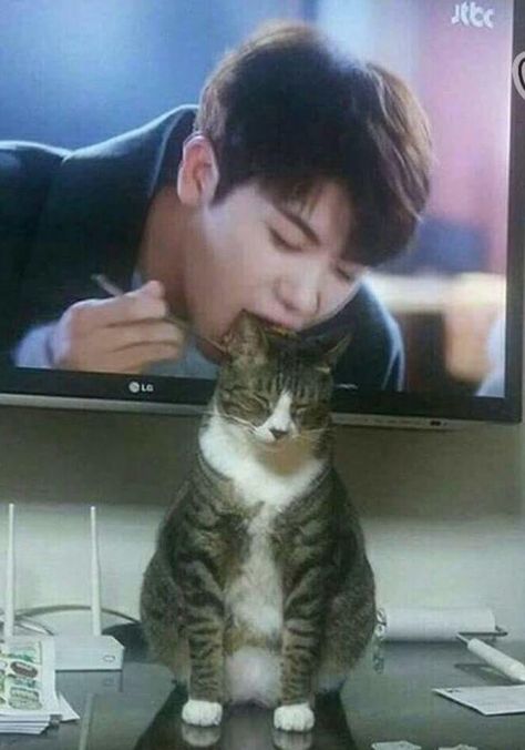 밈 유머, Silly Cats Pictures, Cat Meme, 웃긴 사진, Silly Animals, Very Funny Pictures, Memes Humor, Funny Cute Cats, Silly Cats