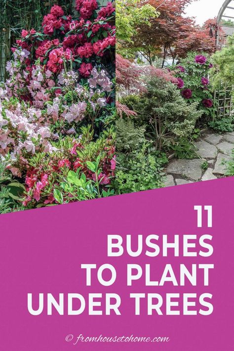 Shade Loving Shrubs: The Best Bushes To Plant Under Trees | Perennial Shade Plants Shade Bushes, Best Shrubs For Shade, Shrubs For Shade, Evergreens For Shade, Shady Plants, Michigan Garden, Shade Loving Shrubs, Plants Under Trees, Shade Loving Plants