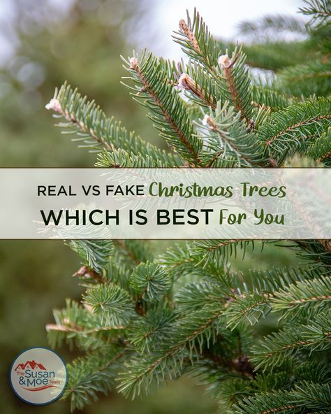 People have been bringing evergreen trees into their homes since the 16th century. People used to add lit candles on their trees. Though the tradition is a little different (and safer!) today, it is still something that most of us do year after year. Do you put up a real or a fake tree? Which would you rather have? Are you wondering if you should switch from real or fake? All of this and more in our latest blog post about the pros and cons of real vs fake Christmas trees! Fake Christmas Tree, Fake Christmas Trees, Fake Trees, Evergreen Trees, Would You Rather, Pros And Cons, 16th Century, Christmas Trees, Blog Post