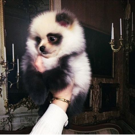 Panda Pomeranian? Panda Puppy, Spitz Pomeranian, Panda Dog, Funny Dog Memes, Puppies And Kitties, Pomeranian Dog, Cute Creatures, Dog Memes, Small Dog