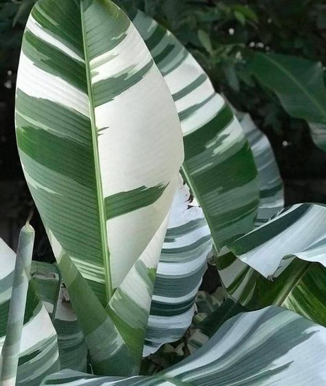 Musa Banana, Banana Seeds, Flora Garden, Banana Plants, House Plants Indoor, Foliage Plants, Planting Seeds, Tropical Plants, Garden Seeds