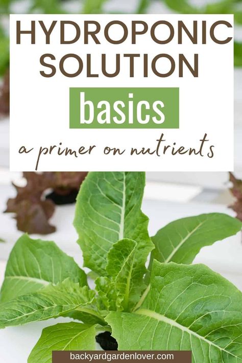 Hydroponic Gardening For Beginners, Aeroponic Gardening, Hydroponic Gardening Diy, Indoor Hydroponic Gardening, Hydroponic Solution, Hydro Gardening, Hydroponic Gardening System, Hydroponic Vegetables, Hydroponic Grow Systems