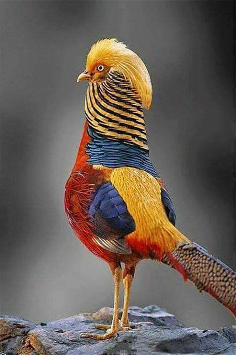 Chinese Golden Pheasant Burung Kakatua, Golden Pheasant, Kinds Of Birds, Nature Birds, Exotic Birds, Pretty Birds, Colorful Birds, Pheasant, Birds Of Paradise