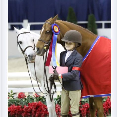 Pony winner Pony Riding, Welsh Pony, Big Hearts, Show Horse, Cute Ponies, Funny Horses, Best In Show, Pony Club, English Riding