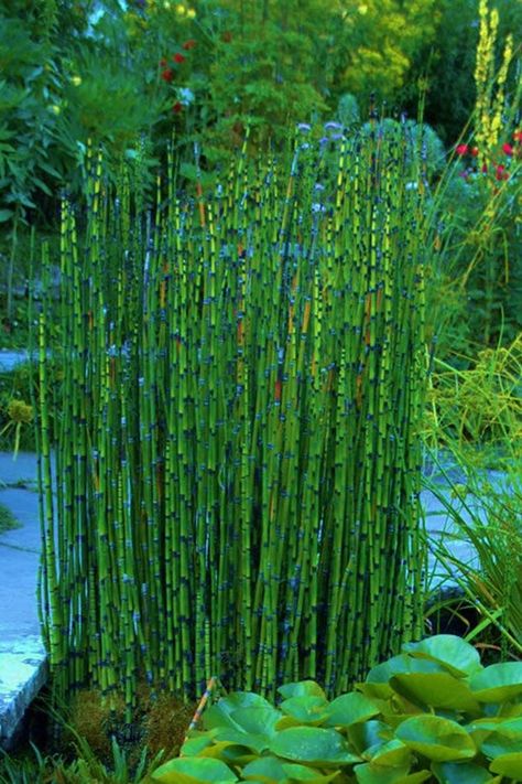 Horsetail Plant, Horsetail Reed, Bamboo Outdoor, Snake In The Grass, Pond Plants, Big Plants, New Roots, Bamboo Plants, Plant Cuttings