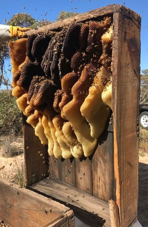 Backyard Beehive, Bee Accessories, Honey Aesthetic, Habitat Project, Surprise Pictures, Bee Skeps, Bee Hive Plans, Bee Quotes, Types Of Bees