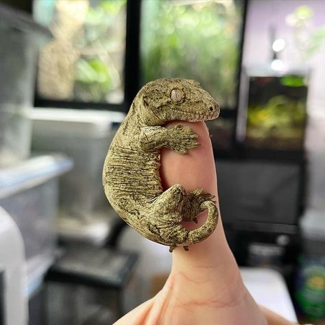 Shannon🦎 on Instagram: "Little baby leachie gecko. Aren’t they just so adorable?🥹 Produced by @ellisonreptiles • • • • • #leachieanus #leachie #leachiegecko #leachies #leachiesofinstagram #leachiesofig #geckos #geckosofinstagram #babygecko #reptiles #reptilesofinstagram #petsofinstagram #petlovers #petsoftheday #picoftheday #animallover #reptilebreeder #reptilekeeper #giantgeckosofinstagram #explore #explorepage #reptilephotography" Leachie Gecko, Baby Reptile, Cute Lizard, Reptile Room, Cute Reptiles, Reptiles Pet, Robots Concept, Reptiles And Amphibians, So Adorable