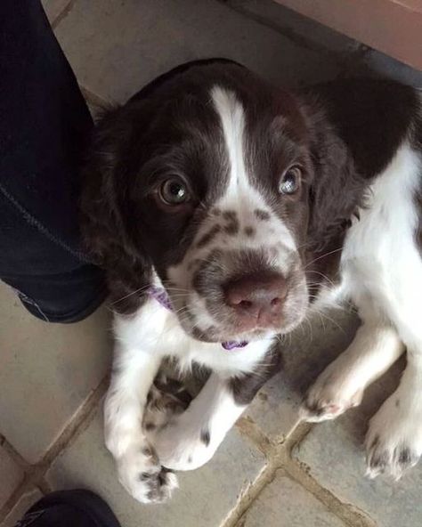 English Springer Spaniel Puppy, Springer Spaniel Puppies, Springer Spaniels, Very Cute Dogs, Australian Shepherd Dogs, Really Cute Dogs, Spaniel Puppies, English Springer, English Springer Spaniel