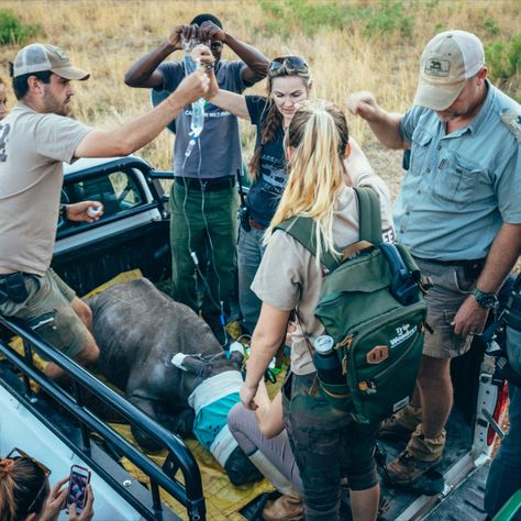 A baby rhino is in the back of a truck with a team looking after it holding an IV drip Animal Rehabilitation Aesthetic, Animal Rehabilitation, Wildlife Rescue, Wildlife Rehabilitation Career, Wildlife Vet, Animal Volunteering, Wildlife Volunteer, Volunteering At Animal Shelter, Wildlife Biologist