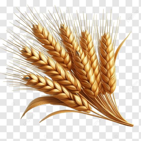 golden wheat stalks golden wheat stalks wheat agriculture png Wheat Vector, Wheat Bundle, Wheat Stalk, Wheat Sheaf, Drawing Books, Wheat Design, Brand Pattern, Golden Wheat, Wheat Field