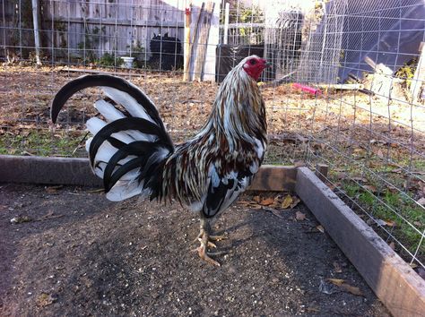 Thunder Chicken, Rooster Breeds, Live Chicken, Game Fowl, Fancy Chickens, Sweet Chicken, Backyard Flocks, Rooster Art, Chickens And Roosters