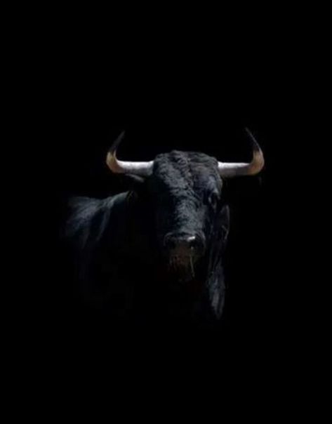 Toro Aesthetic, Bull Aesthetic, Taurus Wallpaper, Bull Pictures, Meat Art, Bull Images, Bulls Wallpaper, Camo Wallpaper, Wild Animals Photography