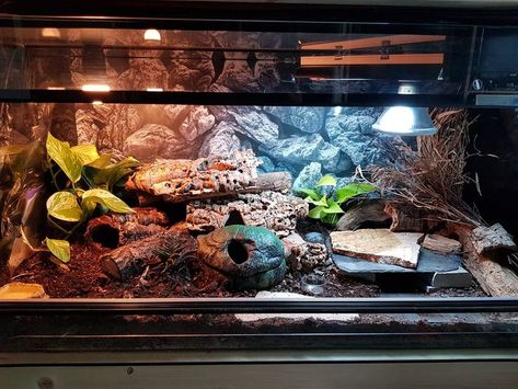 Sand Boa Enclosure, Boa Enclosure, Bearded Dragon Tank Setup, Snake Tanks, Kenyan Sand Boa, Snake Habitat, Gecko Cage, Reptile Tanks, Gecko Enclosure