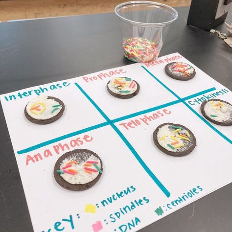 The Cell Cycle, Kids Cookies, 7th Grade Science, Cell Cycle, Flip Books, Doodle Notes, Weird Science, Middle School Teachers, Teacher Friends