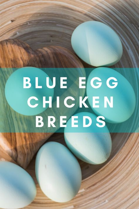 Rainbow Egg Layers, Americana Chickens Eggs, Blue Chicken Eggs, Different Breeds Of Chickens, Breeds Of Chickens, Chicken Egg Colors, Happy Chickens, Laying Chickens Breeds, Chicken Raising