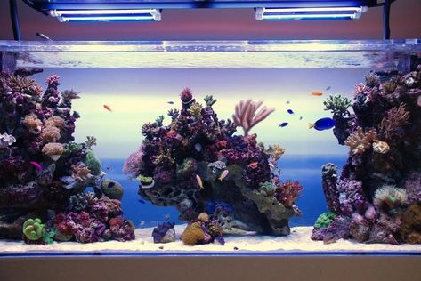 Reef Tank Design, Reef Aquascaping, Reef Tank Aquascaping, Aquarium Inspiration, Nano Reef Tank, Marine Fish Tanks, Saltwater Aquariums, Saltwater Aquarium Fish, Saltwater Fish Tanks