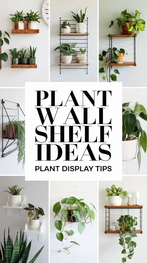 Vertical Indoor Plant Wall, Wall Plant Display, Shelves For Plants Indoor, Plant Wall Shelf Ideas, Wall Shelves For Plants, Diy Plant Shelf, Plant Wall Shelf, Plant Shelf Wall, Wall Shelf Ideas