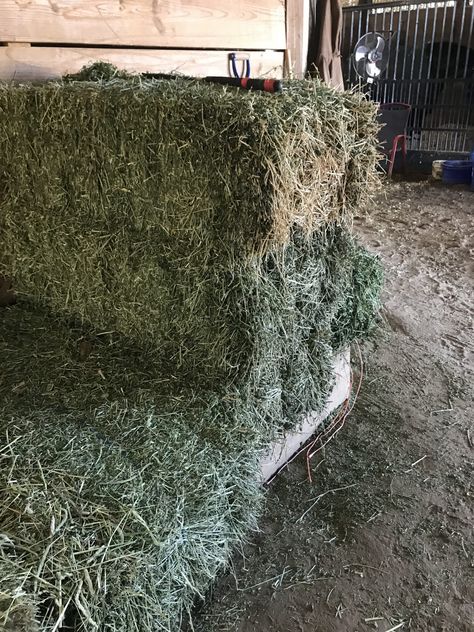 Alfalfa Hay for Horses The Good, the Bad, and the Not So Good Alfalfa Hay For Horses, Hay For Horses, Hay Feeder For Horses, Equine Veterinarian, Alfalfa Hay, Horse Nutrition, Horse Hay, Grass Hay, Horse Knowledge