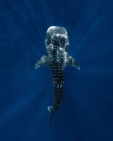 Whale Shark Top View, Whale Shark Photo, Whale Shark Widget, Shark Top View, Whale Shark Drawing, Shark Anatomy, Shark Whale, Sea Whale, Shark Photos