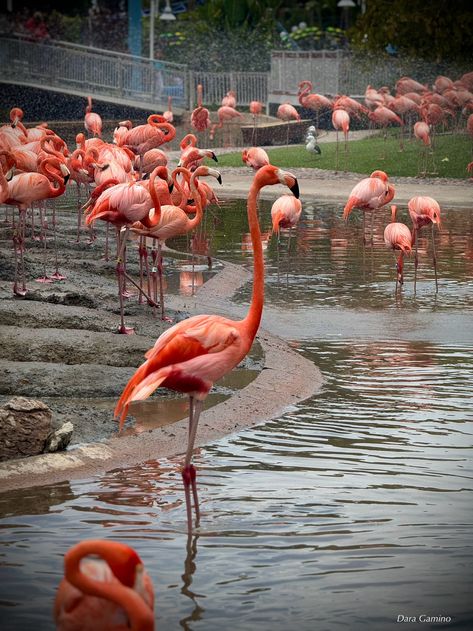 Sea World San Diego, CA Aesthetic Flamingo, San Diego Aesthetic, Sea World San Diego, Brandy Norwood, San Diego Zoo, Vacation Pictures, Sea World, Pink Aesthetic, Mammals