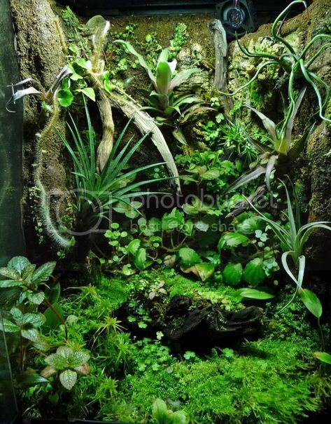 Duff's Terrarium Collection - The Planted Tank Forum Terrarium Collection, Tropical Terrariums, Frog Terrarium, Gecko Terrarium, Exo Terra, Dart Frogs, Indoor Water Garden, Aquarium Terrarium, Planted Tank