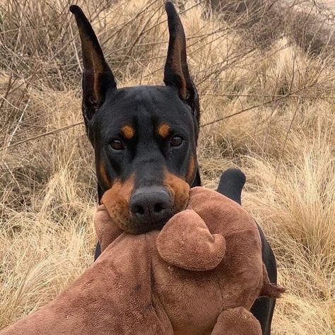 @velvetsoulful on Instagram: “cute” Doberman, Black And Brown, Black