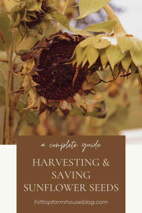 Learn how to harvest and save sunflower seeds that will keep providing you with impressive flowers and seeds to sow each year. Save Sunflower Seeds, Harvesting Sunflower Seeds, Grocery Store Flowers, Seed Saving, Sunflower Seeds, Saving Tips, Grocery Store, Sunflower, Seeds