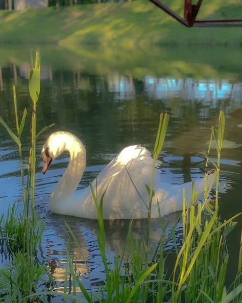 Isabel + Core + Aesthetic, Picknick Food, Food Mushrooms, Aesthetic Queen, Vintage Plants, Istoria Artei, Swarovski Swan, Cottage Core Aesthetic, White Swan