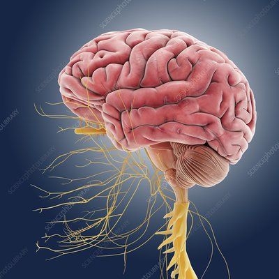 Brain Pictures, Ayurvedic Hair Care, Systems Art, Facial Nerve, Heart Anatomy, Brain Anatomy, Biology Art, Cranial Nerves, Brain Art