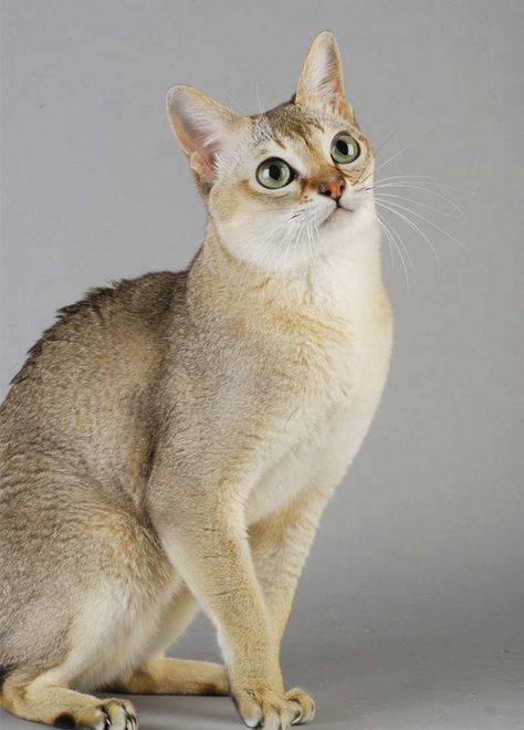 singapura cat Singapura Cat, Kitty Tattoos, Domestic Cat Breeds, Cats With Big Eyes, Rex Cat, Tiny Cats, Cat Tattoo Designs, Types Of Cats, Siberian Cat