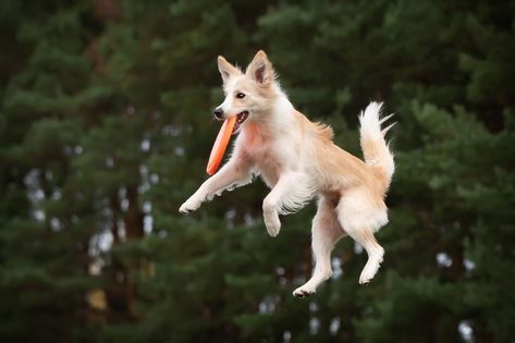 Dog Jumping Reference, People Walking Dogs, Air Animals, Dogs Jumping, Dog Reference, Dog Frisbee, Jumping Dog, Dog Jumping, Dog Sports