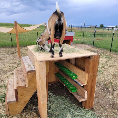 Little Avalon Farm Mineral Buffet For Goats, Goat Mineral Buffet, Valais Sheep, Goat Playground, Totes Ma Goats, Goat Shelter, Goat Pen, Goat House, Pen Ideas