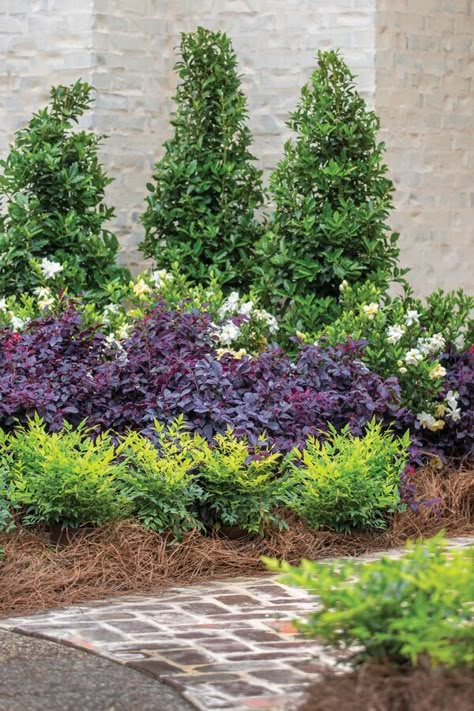 Just the right color and size -- see why we love versatile Red Diamond Loropetalum. Southern Landscaping, Burgundy Foliage, Areas Verdes, Easy Landscaping, Front Landscaping, Landscaping With Large Rocks, Renzo Piano, Front House Landscaping, Dark Burgundy