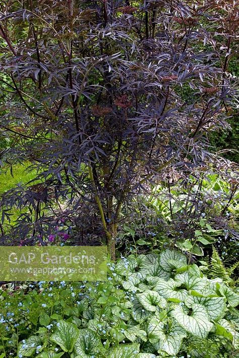 Brunnera Jack Frost, Sambucus Black Lace, Sambucus Nigra Black Lace, Colorado Garden, Sambucus Nigra, Lace Trees, Sensory Garden, Garden Shrubs, Garden Images