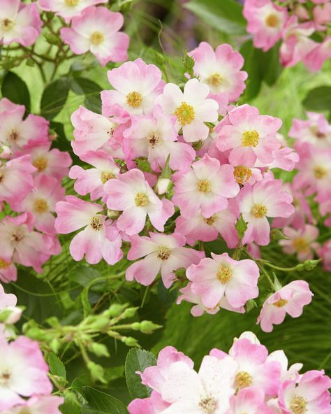 Ballerina Rose, Rosa Banksiae Rosea, Pink Flowers In Water, Pale Pink Spray Roses, Pink Butterfly Ranunculus, Shrub Roses, Agaves, Blooming Rose, Blue Roses