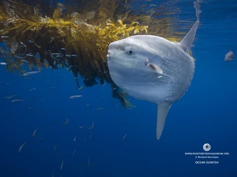 Ocean Sunfish, Mola Mola, Fauna Marina, Marine Sea, Monterey Bay Aquarium, Animal Print Wallpaper, Aquatic Animals, Monterey Bay, Silly Animals