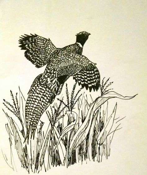 Pheasant Pictures Art, Pheasant Sketch, Pheasant Drawing, Pheasant Art, Pheasant Tattoo, Duck Drawing, Wood Burning Stencils, Bird Coloring Pages, Wood Burning Crafts