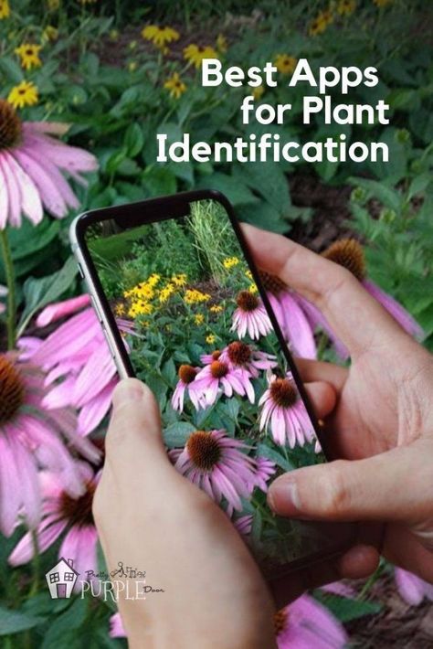 Best apps for plant identification - #plantid #gardeningapps #plantidentification Backyard Homesteading, Plant Identification App, Colourful Garden, Plant App, Flower App, Garden Container, Flower Identification, Identify Plant, Purple Door